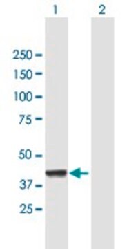 Anti-CNP antibody produced in mouse purified immunoglobulin, buffered aqueous solution