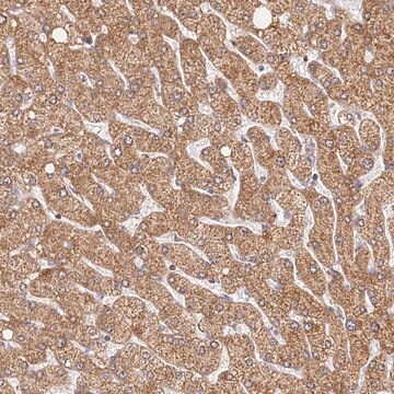 Anti-LSS antibody produced in rabbit Prestige Antibodies&#174; Powered by Atlas Antibodies, affinity isolated antibody, buffered aqueous glycerol solution