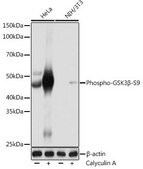 Anti-Phospho-GSK3&#946;-S9 antibody produced in rabbit