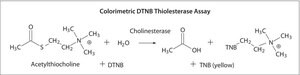 Acetylcholinesterase from human erythrocytes buffered aqueous solution, &#8805;500&#160;units/mg protein (BCA)