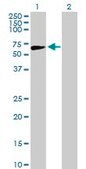Anti-APEX2 antibody produced in mouse IgG fraction of antiserum, buffered aqueous solution