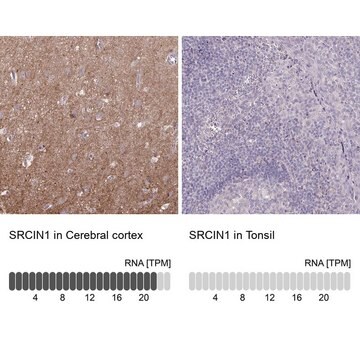 Anti-SRCIN1 antibody produced in rabbit Prestige Antibodies&#174; Powered by Atlas Antibodies, affinity isolated antibody, buffered aqueous glycerol solution