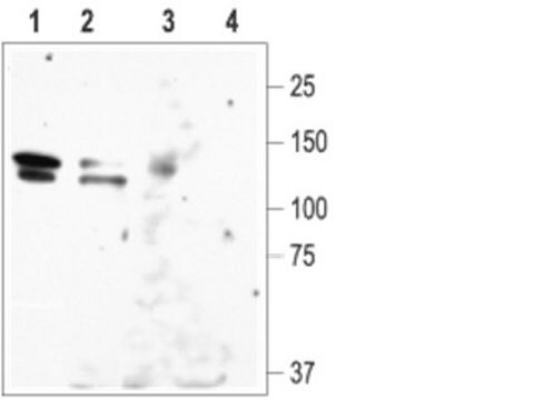 Anti-Potassium Channel EAG-1 Antibody Chemicon&#174;, from rabbit