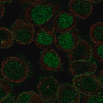 Anti-Robo2 Antibody Produced In Rabbit Prestige Antibodies&#174; Powered by Atlas Antibodies, affinity isolated antibody, buffered aqueous glycerol solution