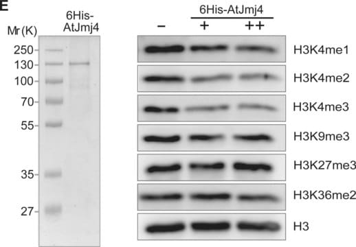 Anti-dimethyl-Histone H3 (Lys4) Antibody Upstate&#174;, from rabbit