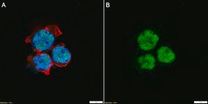 Anti-RUNX1 Antibody, clone 1C18 ZooMAb&#174; Rabbit Monoclonal recombinant, expressed in HEK 293 cells