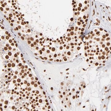 Anti-ILF3 antibody produced in rabbit Prestige Antibodies&#174; Powered by Atlas Antibodies, affinity isolated antibody, buffered aqueous glycerol solution