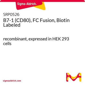 B7-1 (CD80), FC Fusion, Biotin Labeled recombinant, expressed in HEK 293 cells