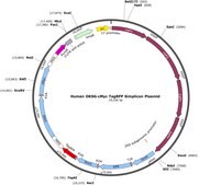 Human OKSG-cMyc TagRFP Simplicon&#174; Plasmid suitable for detection