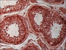 Anti-&#946;-Tubulin I antibody, Mouse monoclonal clone SAP.4G5, purified from hybridoma cell culture