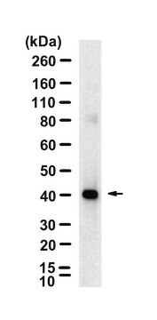 Anti-Cre Recombinase Antibody, clone 1J11 ZooMAb&#174; Rabbit Monoclonal recombinant, expressed in HEK 293 cells