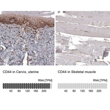 Anti-CD44 antibody produced in mouse Prestige Antibodies&#174; Powered by Atlas Antibodies, clone CL13318, purified by using Protein A, buffered aqueous glycerol solution