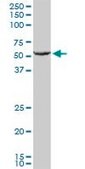 Anti-GPI antibody produced in mouse IgG fraction of antiserum, buffered aqueous solution