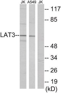 Anti-LAT3 antibody produced in rabbit affinity isolated antibody