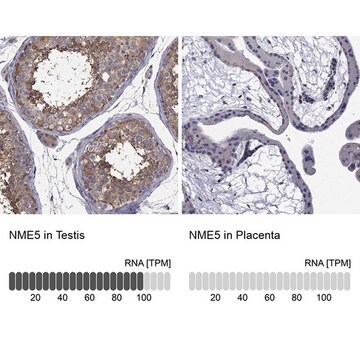 Anti-NME5 antibody produced in rabbit Prestige Antibodies&#174; Powered by Atlas Antibodies, affinity isolated antibody, buffered aqueous glycerol solution