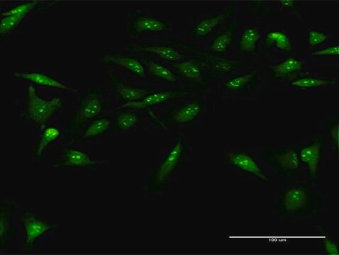 Anti-DUSP12 antibody produced in rabbit purified immunoglobulin, buffered aqueous solution