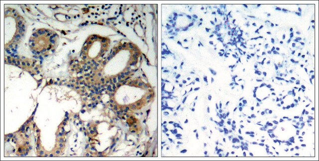 Anti-PTPN11 (Ab-580) antibody produced in rabbit affinity isolated antibody