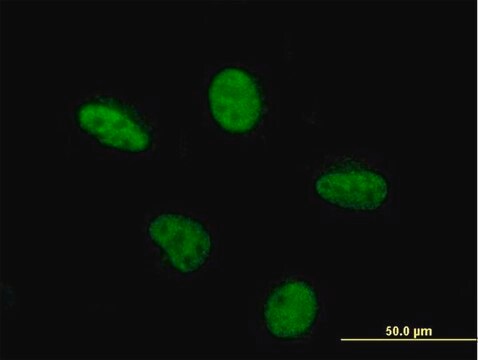 Monoclonal Anti-PCAF antibody produced in mouse clone 5E5, purified immunoglobulin, buffered aqueous solution