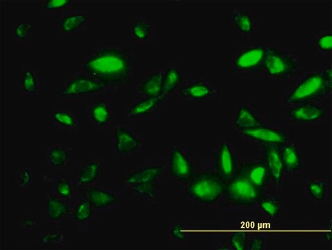 Monoclonal Anti-PEPD antibody produced in mouse clone 1D5-H3, purified immunoglobulin, buffered aqueous solution