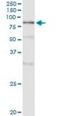 Monoclonal Anti-POLA2 antibody produced in mouse clone 2A8, purified immunoglobulin, buffered aqueous solution