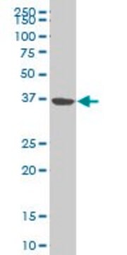 ANTI-NMI antibody produced in mouse clone 10E5, purified immunoglobulin, buffered aqueous solution