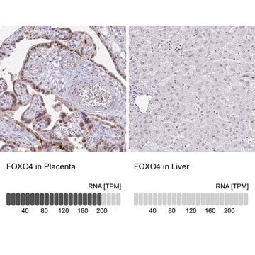 Anti-FOXO4 antibody produced in rabbit Prestige Antibodies&#174; Powered by Atlas Antibodies, affinity isolated antibody, buffered aqueous glycerol solution