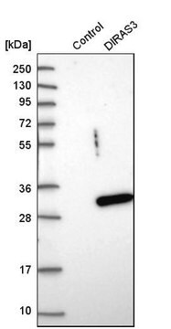 Anti-DIRAS3 antibody produced in rabbit Prestige Antibodies&#174; Powered by Atlas Antibodies, affinity isolated antibody, buffered aqueous glycerol solution, ab1