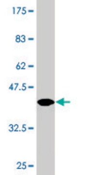 Monoclonal Anti-HESX1, (N-terminal) antibody produced in mouse clone 2C4, purified immunoglobulin, buffered aqueous solution