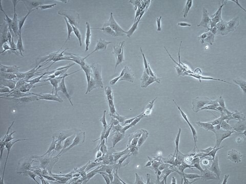 CNS-1 Rat Glioma Cell Line