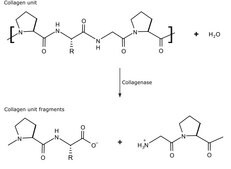 Collagenase from Clostridium histolyticum powder, suitable for cell culture, &#8805;4&#160;FALGPA units/mg solid, high purity, &#8805;700&#160;CDU/mg solid (CDU = collagen digestion units)
