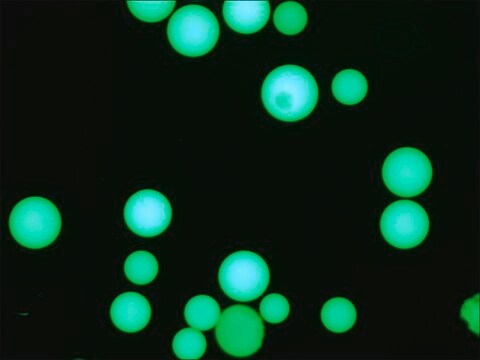 Anti-Human IgG (Fc specific)&#8722;FITC antibody, Mouse monoclonal clone HP-6017, purified from hybridoma cell culture