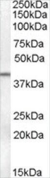 Anti-SERPINB6 antibody produced in goat affinity isolated antibody, buffered aqueous solution