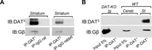 Anti-Dopamine Transporter Antibody, NT, clone DAT-Nt culture supernatant, clone DAT-Nt, Chemicon&#174;