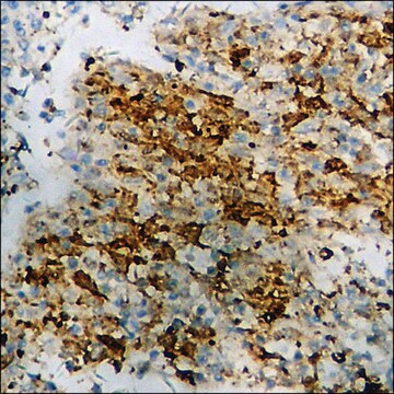 Anti-phospho-PKC-pan (pThr497) antibody produced in rabbit affinity isolated antibody