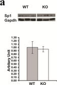 Anti-Sp1 Antibody Upstate&#174;, from rabbit