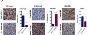 Anti-dimethyl-Histone H3 (Lys4) Antibody Upstate&#174;, from rabbit