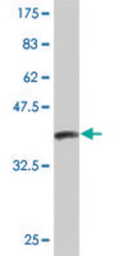 Monoclonal Anti-APCS antibody produced in mouse clone 4E8, purified immunoglobulin, buffered aqueous solution