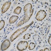Anti-GLUL antibody produced in rabbit