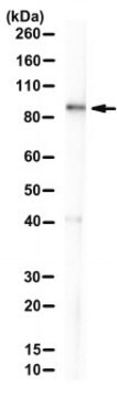 Anti-hMENA11a Antibody, clone A1