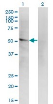 Monoclonal Anti-LILRA2 antibody produced in mouse clone 4D7, purified immunoglobulin, buffered aqueous solution