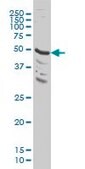 ANTI-MAPK9 antibody produced in mouse clone 3C12, purified immunoglobulin, buffered aqueous solution