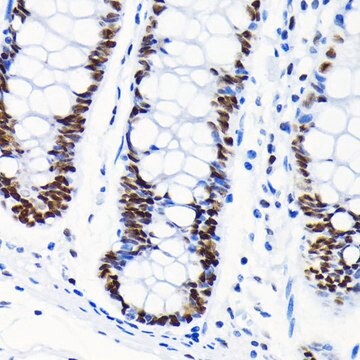 Anti-Chk2 antibody produced in rabbit