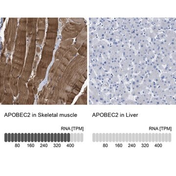 Anti-APOBEC2 antibody produced in rabbit Prestige Antibodies&#174; Powered by Atlas Antibodies, affinity isolated antibody, buffered aqueous glycerol solution