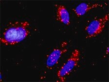 Monoclonal Anti-PIK3CB antibody produced in mouse clone 10D5, purified immunoglobulin, buffered aqueous solution