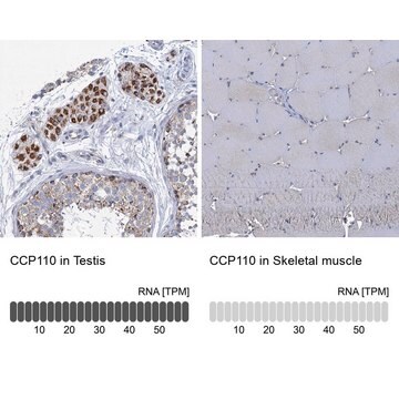 Anti-CCP110 antibody produced in rabbit Prestige Antibodies&#174; Powered by Atlas Antibodies, affinity isolated antibody, buffered aqueous glycerol solution