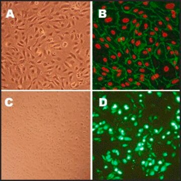 Human Aortic Endothelial Cells: HAOEC, adult