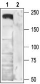 Anti-Calcium Channel (&#945;1B Subunit) (N-type of Voltage-gated Ca2+ Channel) antibody produced in rabbit affinity isolated antibody, lyophilized powder