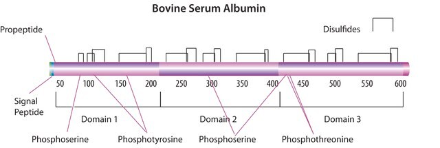 Albumin methylated from bovine serum