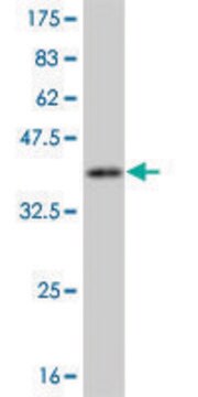 Monoclonal Anti-CAMK1, (C-terminal) antibody produced in mouse clone 2B6, purified immunoglobulin, buffered aqueous solution