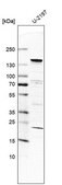 Anti-UBN1 antibody produced in rabbit Prestige Antibodies&#174; Powered by Atlas Antibodies, affinity isolated antibody, buffered aqueous glycerol solution
